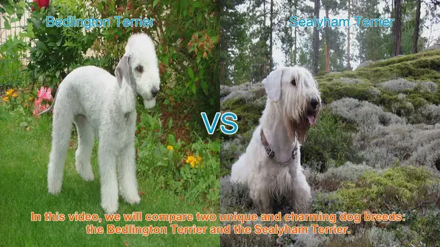 Video thumbnail for Bedlington Terrier vs. Sealyham Terrier: A Comparison of Two Charming Dog Breeds