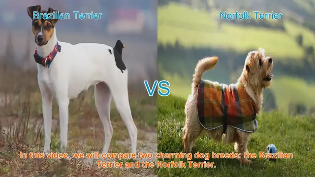 Video thumbnail for Comparing Brazilian Terrier and Norfolk Terrier: Origins, Characteristics, and Temperament