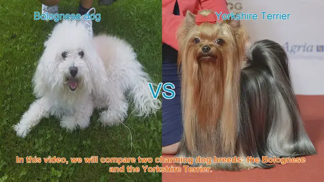 Video thumbnail for Bolognese vs. Yorkshire Terrier: A Comparison of Charming Dog Breeds