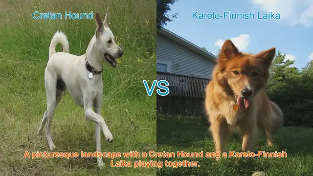 Video thumbnail for Cretan Hound vs. Karelo-Finnish Laika: A Comparison of Ancient Hunting Breeds