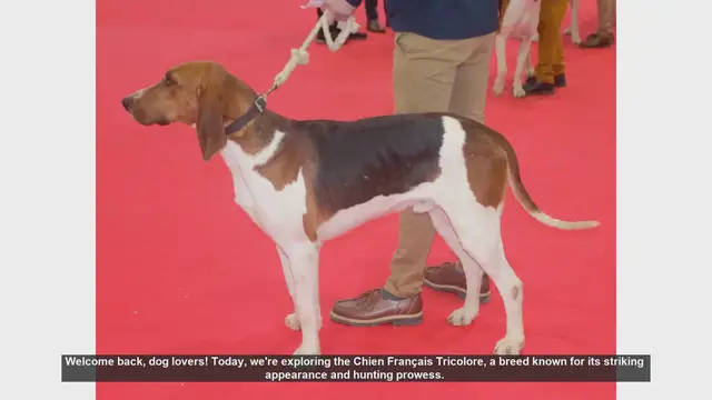 Video thumbnail for Chien Français Tricolore: Pros and Cons of This Energetic Breed