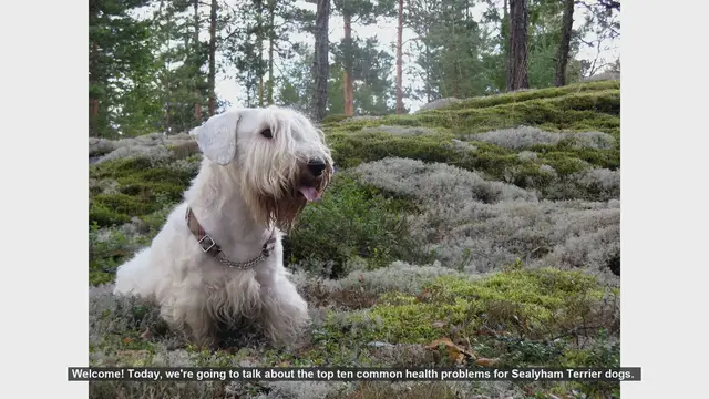 Video thumbnail for Top 10 Common Health Problems in Sealyham Terriers