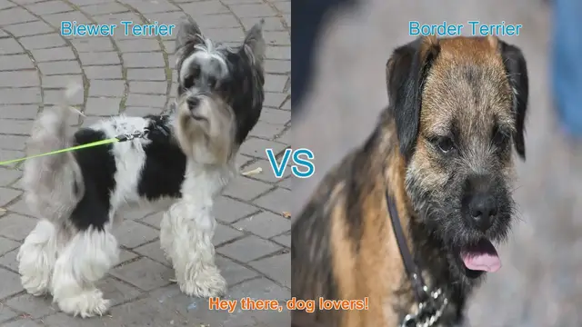 Video thumbnail for Biewer Terrier vs. Border Terrier: A Comparison of Two Beloved Dog Breeds