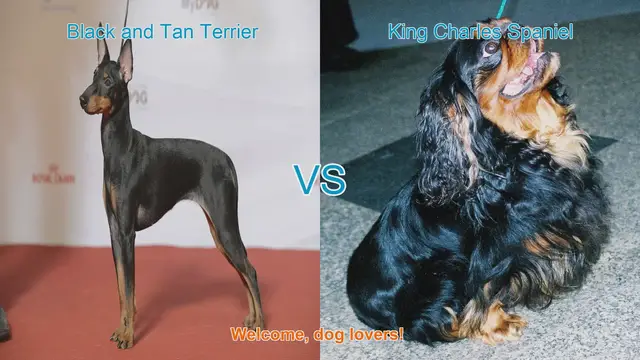 Video thumbnail for Black and Tan Terrier vs. King Charles Spaniel: A Comparison of Beloved Dog Breeds