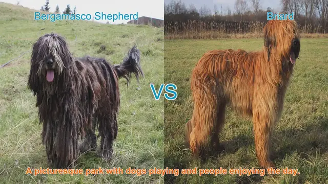 Video thumbnail for Long-Haired Dog Breeds: Bergamasco Shepherd vs. Briard