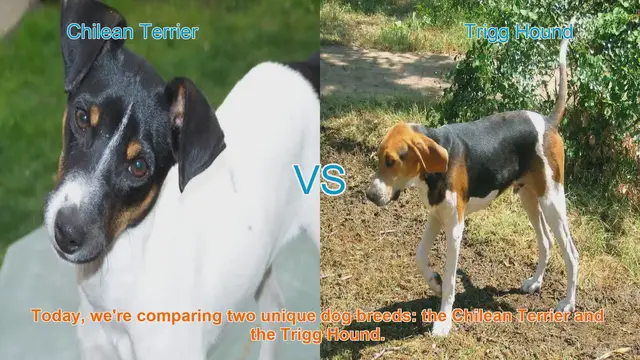 Video thumbnail for Chilean Terrier vs. Trigg Hound: A Breed Comparison