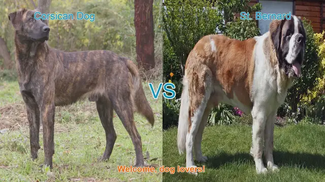 Video thumbnail for Corsican Dog vs. St. Bernard: A Breed Comparison