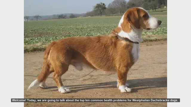 Video thumbnail for Top 10 Common Health Problems in Westphalian Dachsbracke Dogs