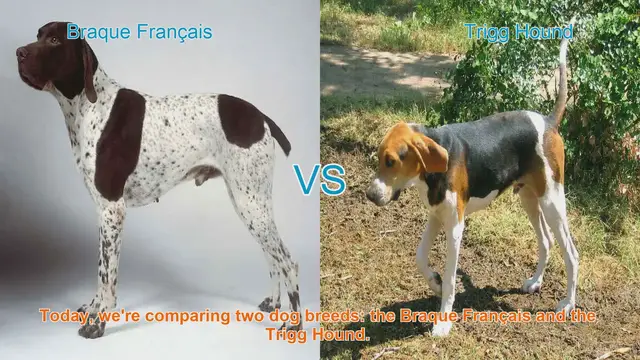 Video thumbnail for Braque Français vs. Trigg Hound: A Comprehensive Comparison