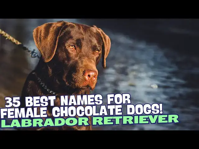 Video thumbnail for 35 Best Names for Female Chocolate Labradors! 🐶💕