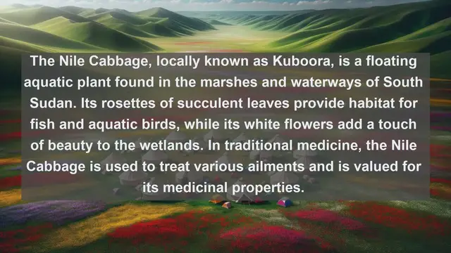 Video thumbnail for Exploring South Sudan's Flora: Top 10 Native Plants You Must See!