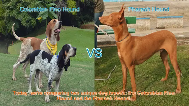 Video thumbnail for Colombian Fino Hound vs. Pharaoh Hound: A Breed Comparison