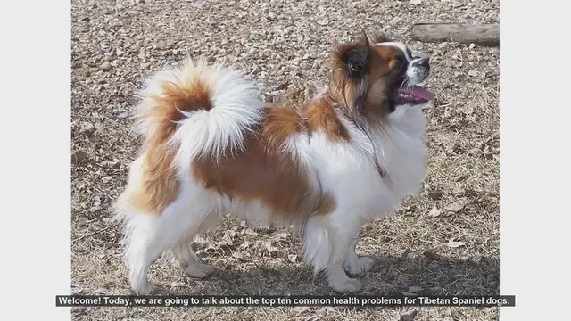 Video thumbnail for Top 10 Common Health Problems in Tibetan Spaniel Dogs