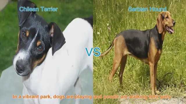 Video thumbnail for Chilean Terrier vs. Serbian Hound: A Comparison of Two Lively Dog Breeds