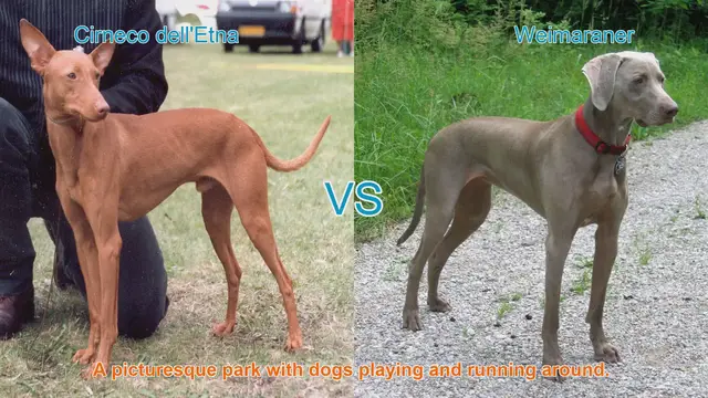 Video thumbnail for Comparing Cirneco dell'Etna and Weimaraner: A Guide to Two Unique Dog Breeds