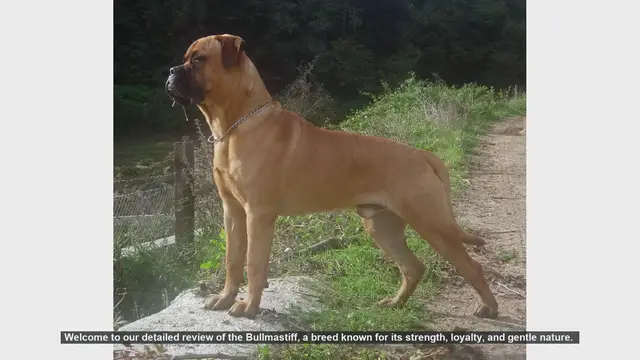Video thumbnail for Bullmastiff Dog Breed Review: Pros and Cons