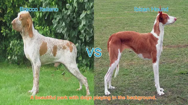 Video thumbnail for Exploring the Bracco Italiano and Ibizan Hound: Origins, Characteristics, and Temperament
