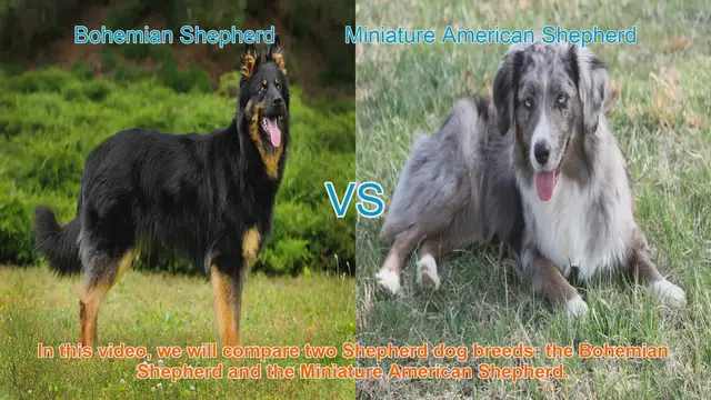 Video thumbnail for Bohemian Shepherd vs. Miniature American Shepherd: A Breed Comparison
