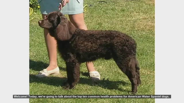 Video thumbnail for Top 10 Health Problems in American Water Spaniels