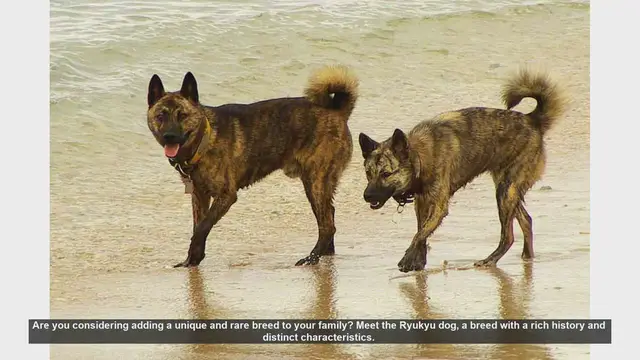 Video thumbnail for Discover the Unique Ryukyu Dog: A Loyal and Energetic Companion