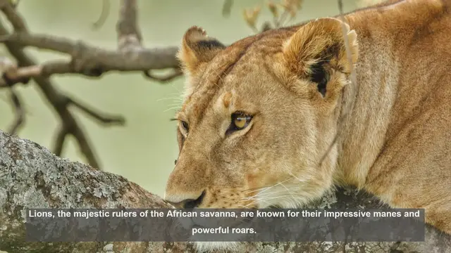 Video thumbnail for 10 Unusual Lion Pride Behaviors: Surprising Social Traits