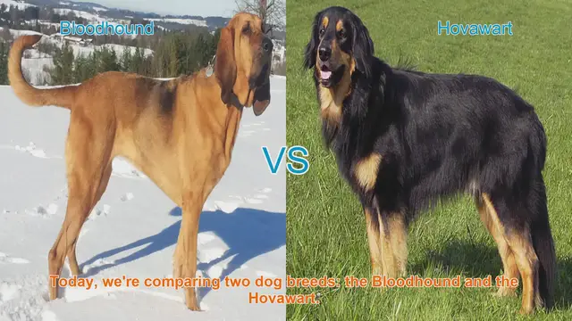 Video thumbnail for Bloodhound vs. Hovawart: A Comprehensive Comparison