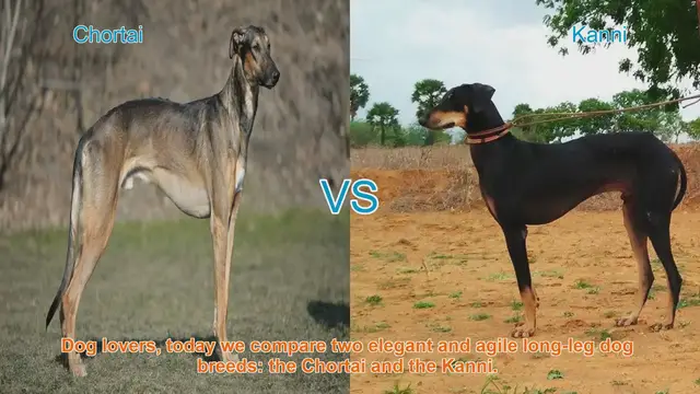 Video thumbnail for Chortai vs. Kanni: A Comparison of Elegant Long-Leg Dog Breeds