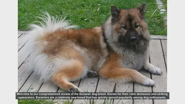 Video thumbnail for Eurasier Dog Breed Review: The Perfect Family Companion