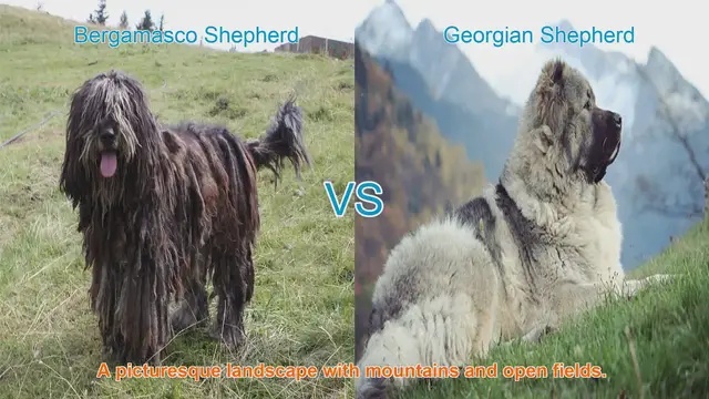 Video thumbnail for Bergamasco Shepherd vs. Georgian Shepherd: A Comparative Guide