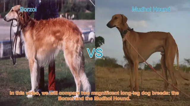 Video thumbnail for Borzoi vs. Mudhol Hound: A Comparison of Magnificent Long-Leg Dog Breeds