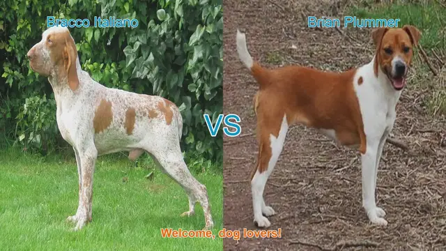 Video thumbnail for Bracco Italiano vs. Brian Plummer Terrier: A Comprehensive Comparison