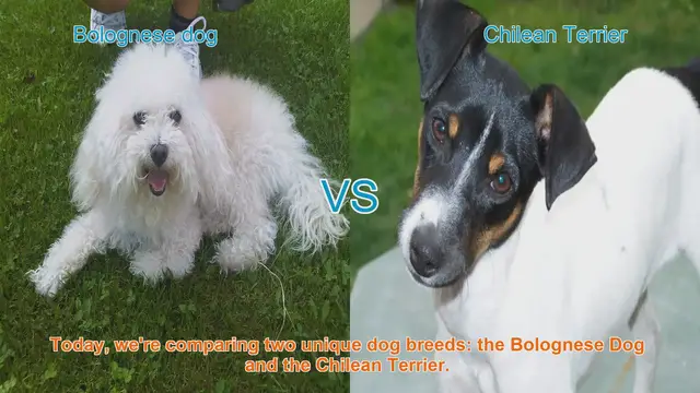 Video thumbnail for Bolognese Dog vs. Chilean Terrier: A Comparison of Two Unique Breeds
