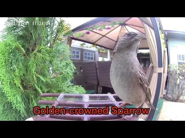 Video thumbnail for Backyard Safari - November 11, 2025