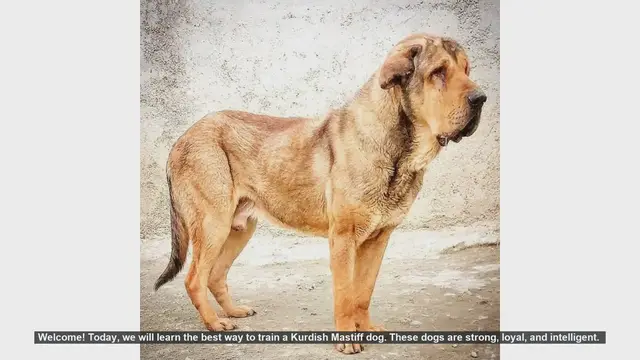 Video thumbnail for How to Train Your Kurdish Mastiff: A Step-by-Step Guide
