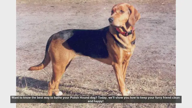 Video thumbnail for How to Bathe Your Polish Hound: Step-by-Step Guide