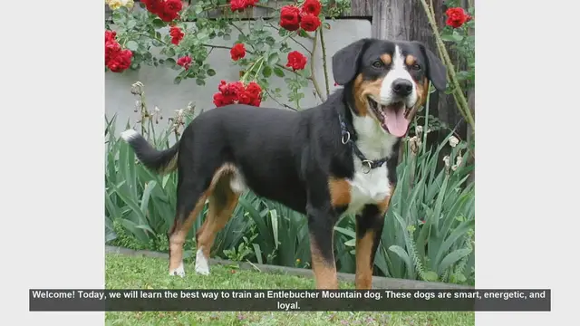 Video thumbnail for How to Train Your Entlebucher Mountain Dog: Tips and Techniques