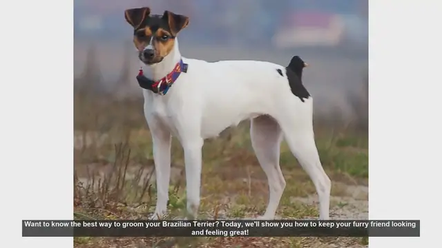 Video thumbnail for Ultimate Guide to Grooming Your Brazilian Terrier