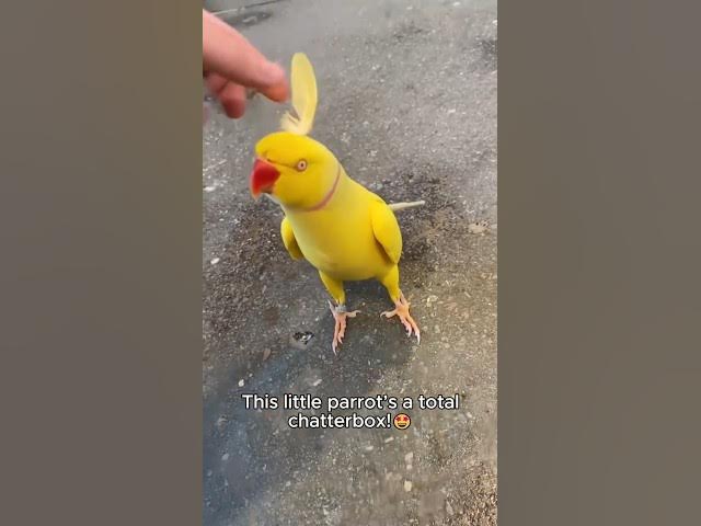 Video thumbnail for Parrots are hilarious 😆 #funny #funnyvideos #compilation #birds
