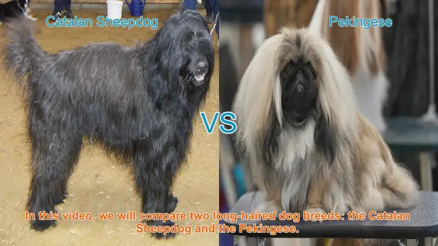 Video thumbnail for Catalan Sheepdog vs. Pekingese: A Breed Comparison