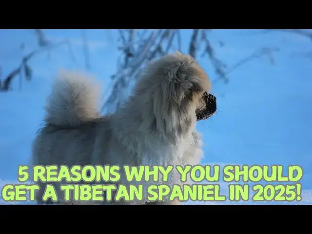 Video thumbnail for 5 Reasons Why You Should Get a Tibetan Spaniel in 2025! 🐕✨