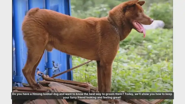 Video thumbnail for Ultimate Grooming Guide for Your Hmong Bobtail Dog