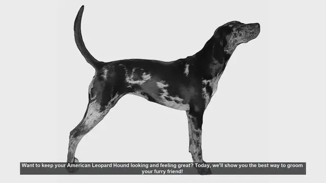 Video thumbnail for Ultimate Grooming Guide for Your American Leopard Hound