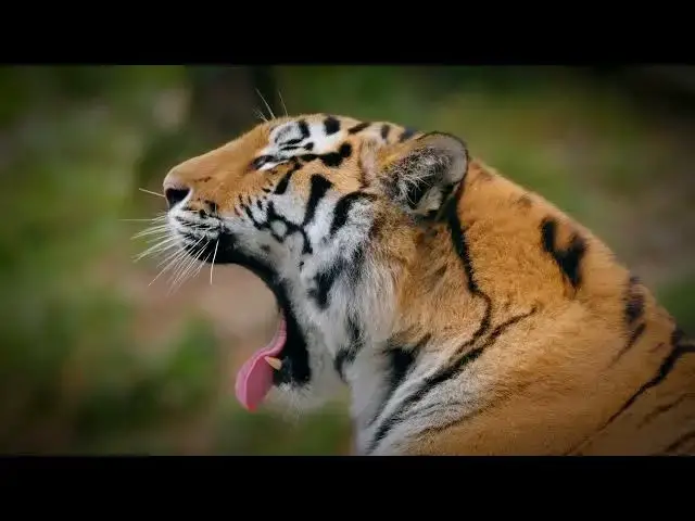 'Video thumbnail for How Do Tigers React to the Sounds of Large Machinery?'