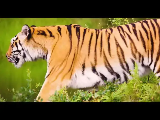 Video thumbnail for How Do Tigers Interpret Human Artifacts in the Wild?