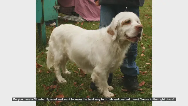 Video thumbnail for How to Brush and Deshed Your Clumber Spaniel: Essential Grooming Tips