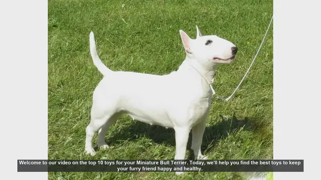 Video thumbnail for Top 10 Toys for Your Miniature Bull Terrier: Keep Your Pup Happy and Healthy!