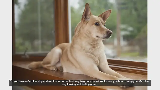 Video thumbnail for How to Groom Your Carolina Dog: Tips for a Happy and Healthy Pet