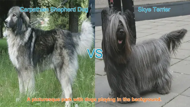 Video thumbnail for Exploring Carpathian Shepherd Dog and Skye Terrier: Origins, Characteristics, and Care