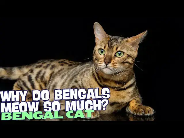 Video thumbnail for Why Do Bengals Meow So Much? 🐾😺