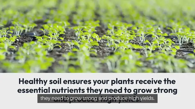 Video thumbnail for Best Outdoor Gardening Practices for Soil Fertility